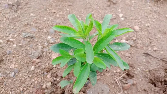 Stevia Bertoni Rebaudiana-Extrakt, natürlicher Süßstoff