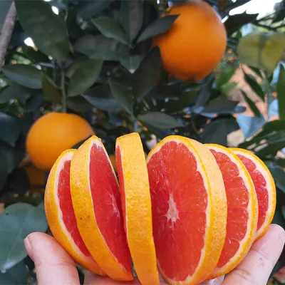 Großhandel Orange Citrus Limon/Zitronenbaumsämling von Myrica Rubra Obstbaumsämling